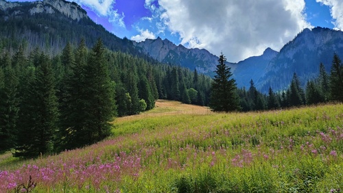 Picea abies (Norway Spruce)