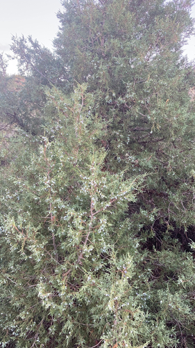 Juniperus scopulorum (Rocky Mountain Juniper) (alternate view 3)