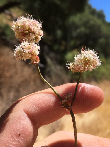 Eriogonum nudum (Naked Buckwheat) (alternate view 2)