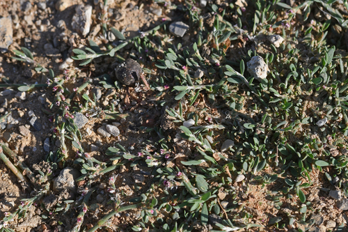 Polygonum arenastrum (Oval Leaf Knotweed) (alternate view 3)