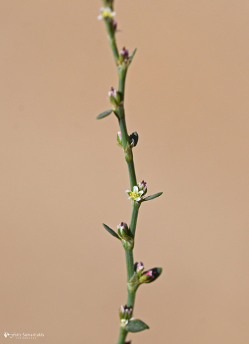 Polygonum arenastrum (Oval Leaf Knotweed) (alternate view 2)