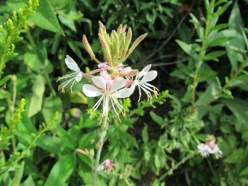 Oenothera gaura (biennial beeblossom) (alternate view 2)