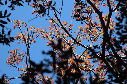 Toona ciliata (Australian Red Cedar) (alternate view 10)