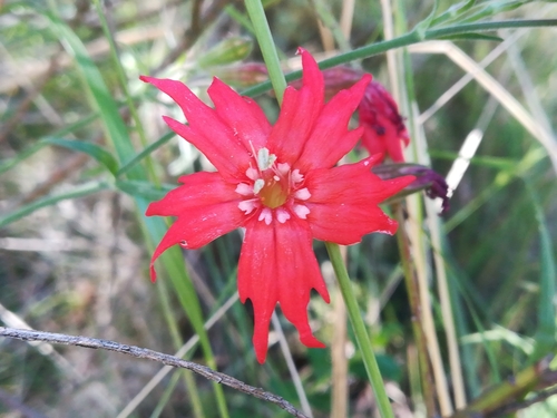 Silene laciniata (cardinal catchfly) (alternate view 4)