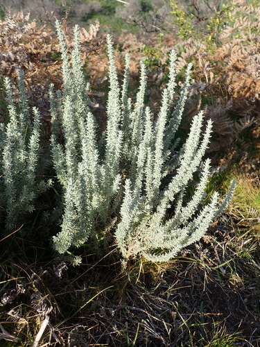 Eriocephalus (Kapokbushes) (alternate view 3)