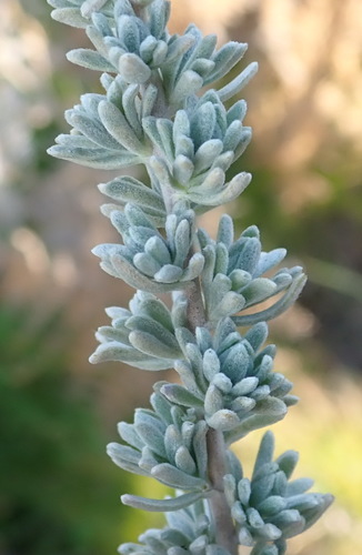 Eriocephalus (Kapokbushes)