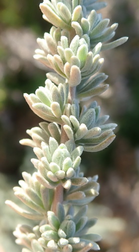 Eriocephalus (Kapokbushes) (alternate view 2)