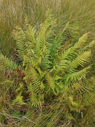 Dryopteris affinis (Golden-scaled Male-fern)
