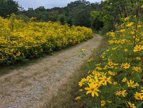 Bidens aristosa (Bearded Beggarticks) (alternate view 4)