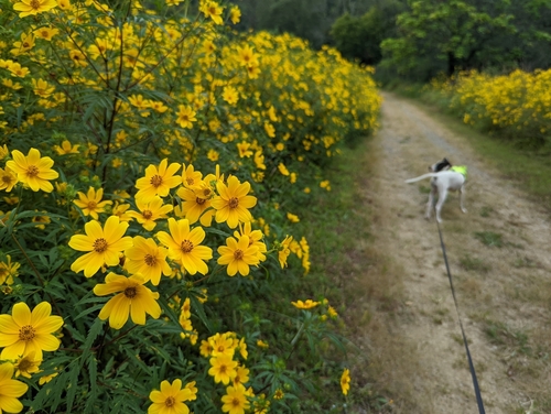 Bidens aristosa (Bearded Beggarticks) (alternate view 5)