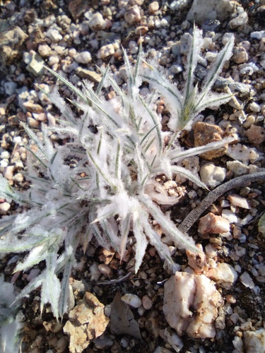 Dasyochloa pulchella (Fluffgrass)