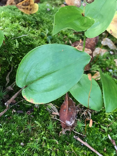 Maianthemum canadense (Canada mayflower)