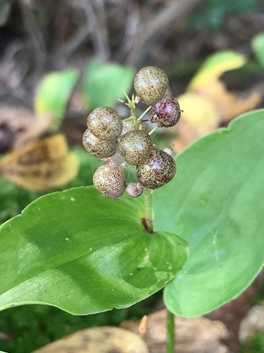 Maianthemum canadense (Canada mayflower)