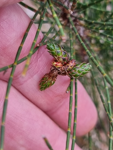 Casuarina glauca (Swamp sheoak)