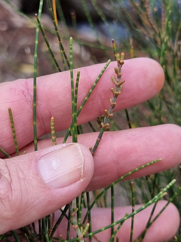 Casuarina glauca (Swamp sheoak) (alternate view 2)