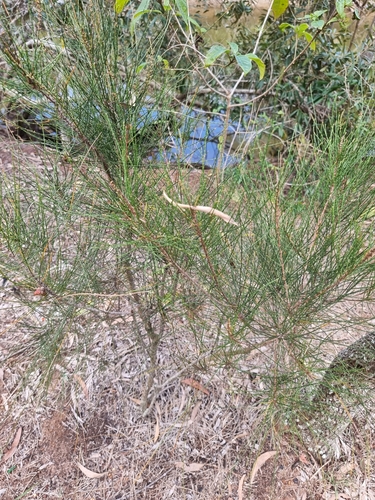 Casuarina glauca (Swamp sheoak) (alternate view 3)