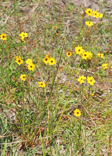 Coreopsis leavenworthii (Leavenworth's Tickseed) (alternate view 7)