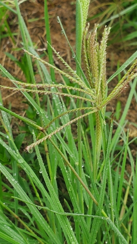 Chloris × subdolichostachya (shortspike windmill grass) (alternate view 4)