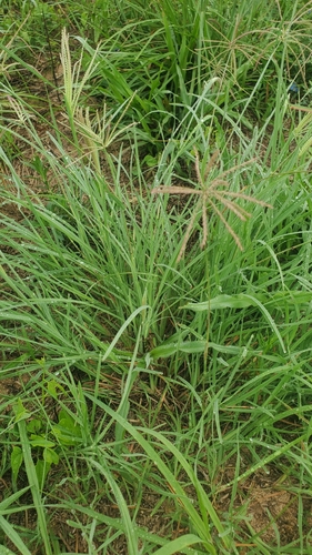 Chloris × subdolichostachya (shortspike windmill grass) (alternate view 5)