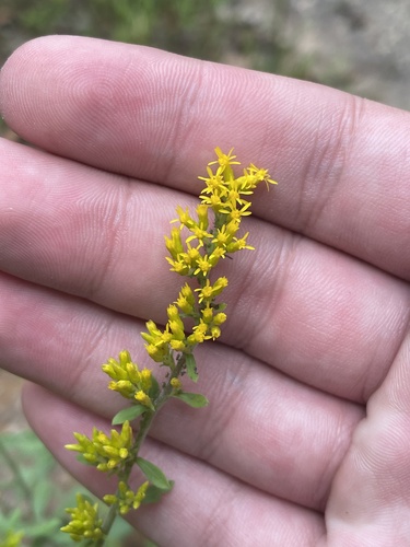 Solidago nemoralis (field goldenrod) (alternate view 2)