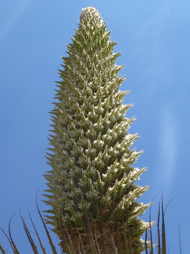 Puya (alternate view 7)