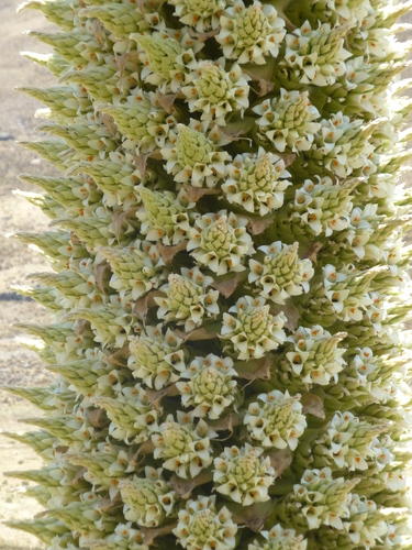 Puya (alternate view 9)