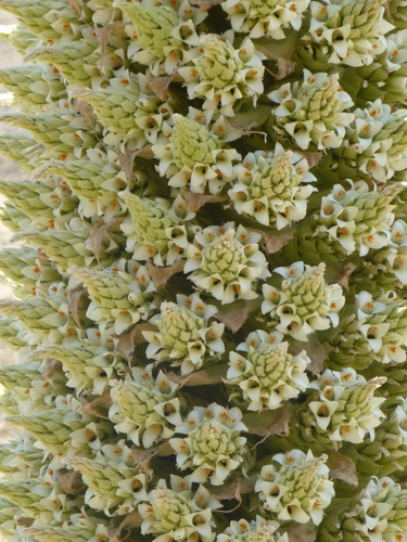 Puya (alternate view 8)