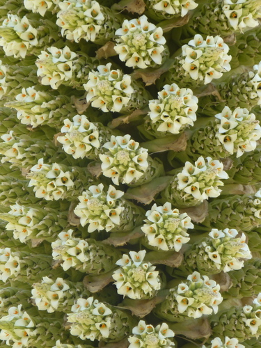 Puya (alternate view 6)