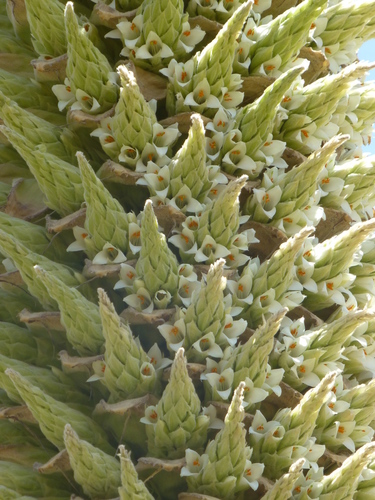 Puya (alternate view 10)