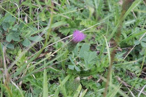 Cirsium acaulon (Stemless Thistle)