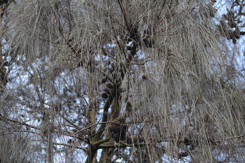 Allocasuarina verticillata (Drooping She-oak) (alternate view 10)