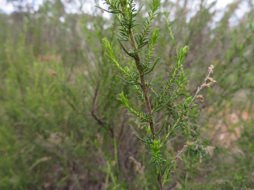 Cassinia sifton (Sifton Bush) (alternate view 2)