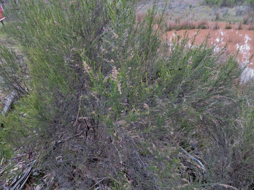Cassinia sifton (Sifton Bush) (alternate view 3)