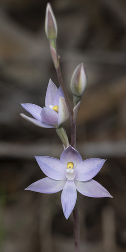 Thelymitra megacalyptra (plains sun orchid)