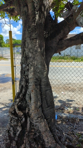 Ficus aurea (Florida Strangler Fig) (alternate view 4)