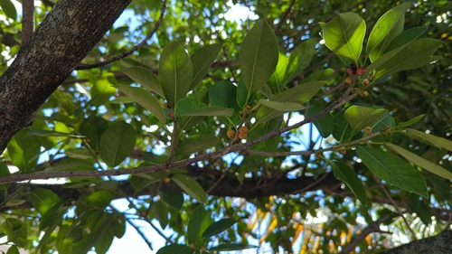 Ficus aurea (Florida Strangler Fig) (alternate view 5)