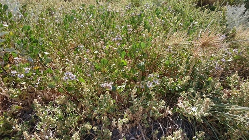 Scaevola crassifolia (Cushion Fanflower) (alternate view 8)