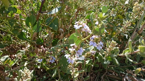 Scaevola crassifolia (Cushion Fanflower) (alternate view 7)