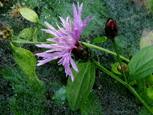 Centaurea nigrescens (meadow knapweed) (alternate view 5)