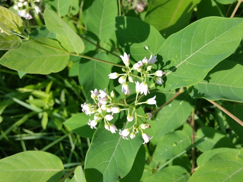 Apocynum androsaemifolium (Spreading Dogbane) (alternate view 2)