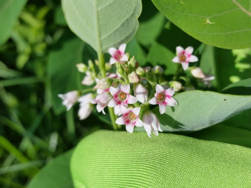 Apocynum androsaemifolium (Spreading Dogbane)