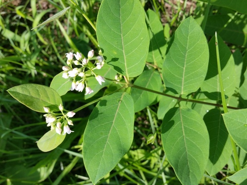 Apocynum androsaemifolium (Spreading Dogbane) (alternate view 3)