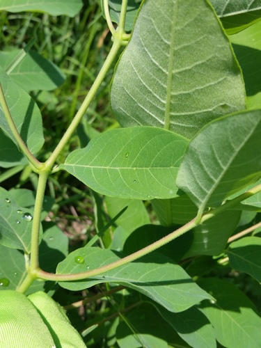 Apocynum androsaemifolium (Spreading Dogbane) (alternate view 4)