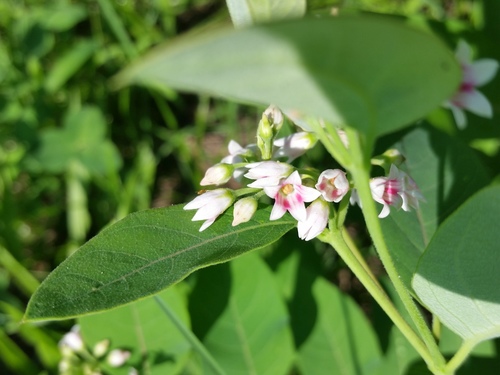 Apocynum androsaemifolium (Spreading Dogbane) (alternate view 5)