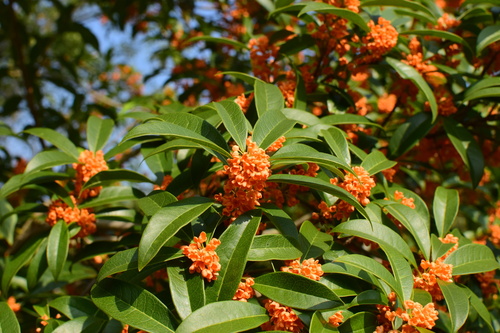 Osmanthus fragrans var. aurantiacus (Orange-Flowered Tea Olive) (alternate view 3)