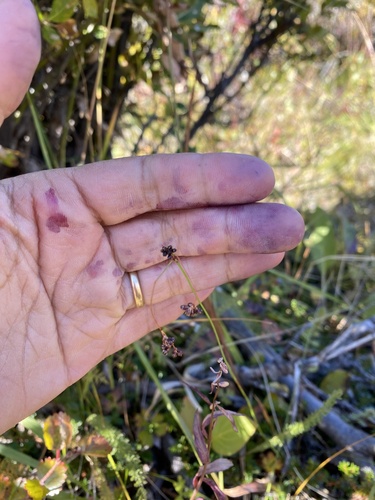 Luzula parviflora (small-flowered wood rush)