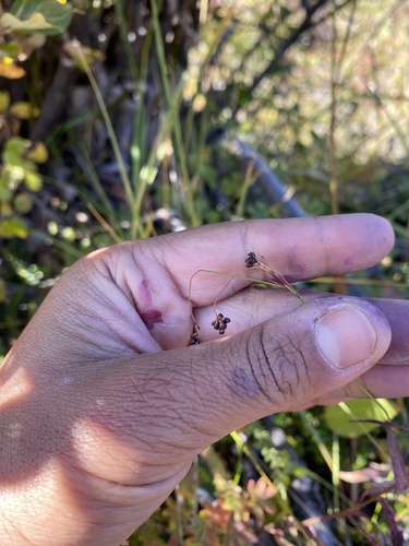 Luzula parviflora (small-flowered wood rush)