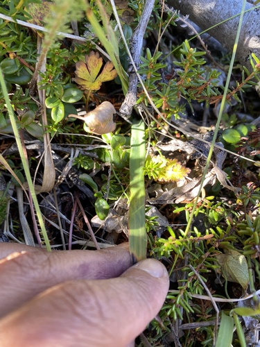 Luzula parviflora (small-flowered wood rush)