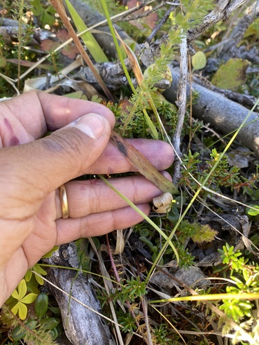 Luzula parviflora (small-flowered wood rush)
