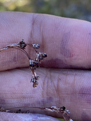 Luzula parviflora (small-flowered wood rush)